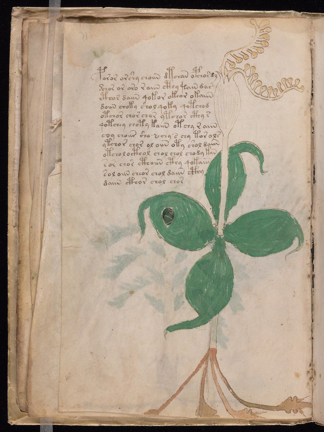 Herbal Page 28
